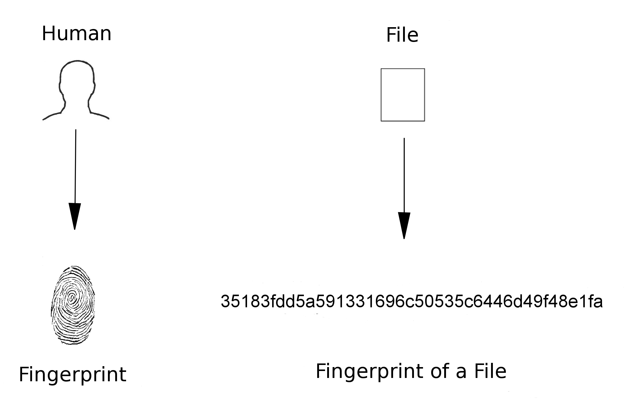 Fingerprint of a file (cryptographic checksum)